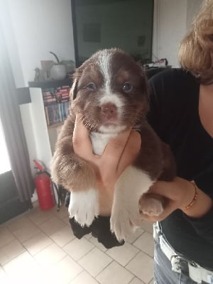 Les chiots de Berger Australien