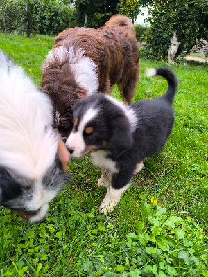 Les chiots de Berger Australien