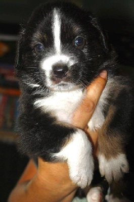 Les chiots de Berger Australien