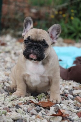 Les chiots de Bouledogue français