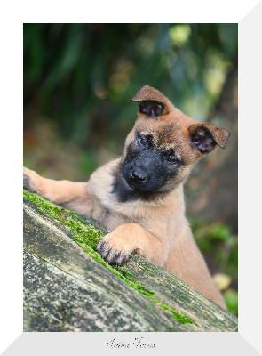 Les chiots de Berger Belge