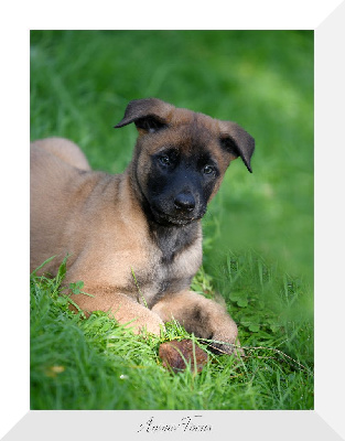 Les chiots de Berger Belge