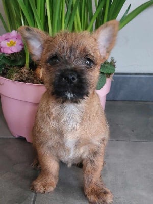 Les chiots de Cairn Terrier