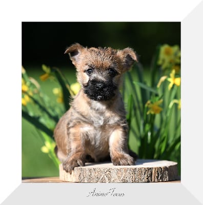 Les chiots de Cairn Terrier