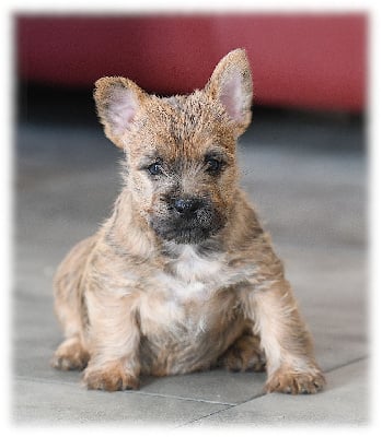 Les chiots de Cairn Terrier