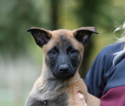 Les chiots de Berger Belge