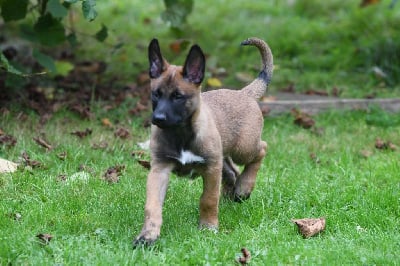 Les chiots de Berger Belge