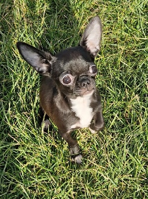 Les chiots de Chihuahua