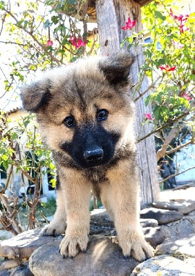 Les chiots de Eurasier