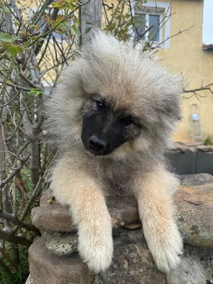 Les chiots de Spitz allemand