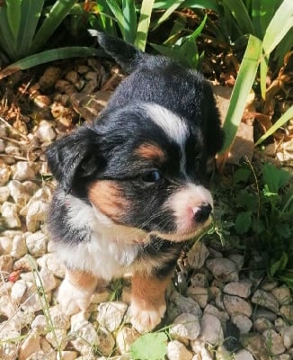 Les chiots de Berger Américain Miniature 