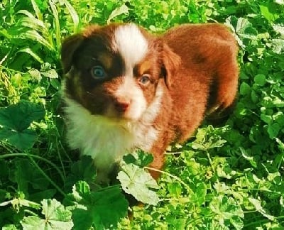 Les chiots de Berger Américain Miniature 