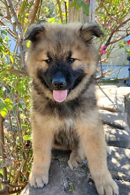 Les chiots de Eurasier