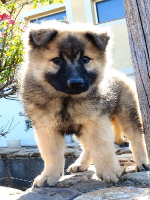 Les chiots de Eurasier