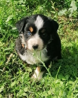 Les chiots de Berger Américain Miniature 