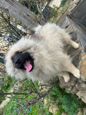 Les chiots de Spitz allemand