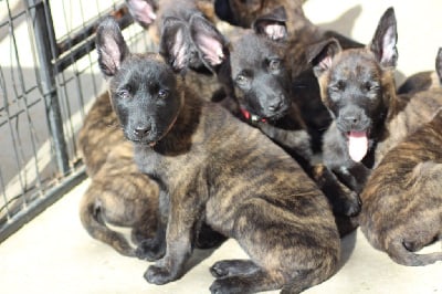 Les chiots de Berger hollandais