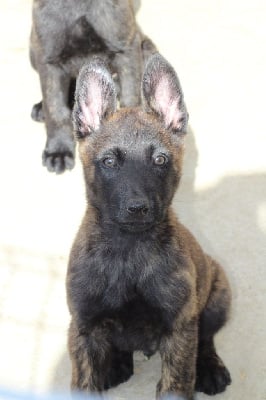 Les chiots de Berger hollandais