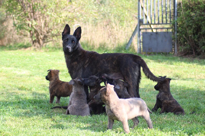 Les chiots de Berger hollandais