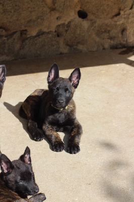 Les chiots de Berger hollandais