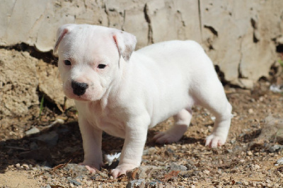 Les chiots de Staffordshire Bull Terrier