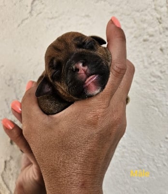 Les chiots de Staffordshire Bull Terrier