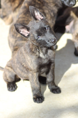 Les chiots de Berger hollandais