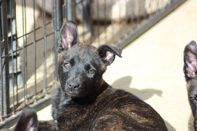 Les chiots de Berger hollandais