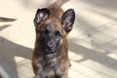 Les chiots de Berger hollandais