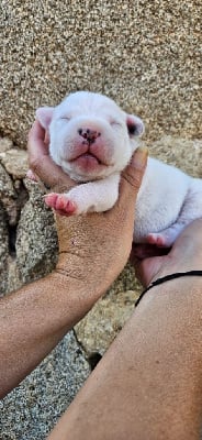 Les chiots de Staffordshire Bull Terrier