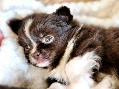 Les chiots de Chihuahua