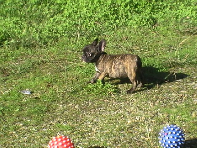 Les chiots de Bouledogue français