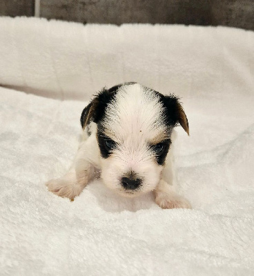 Les chiots de Biewer Terrier