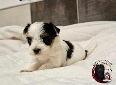 Les chiots de Biewer Terrier