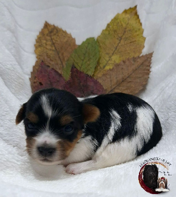 Les chiots de Biewer Terrier