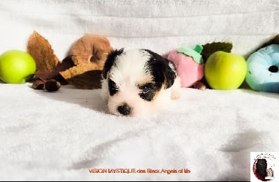 Les chiots de Biewer Terrier