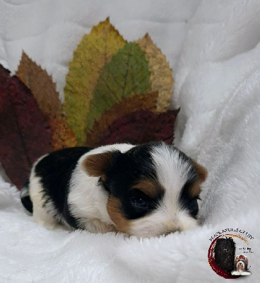 Les chiots de Biewer Terrier