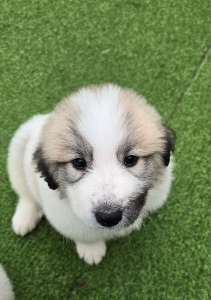 CHIOT 7 - Chien de Montagne des Pyrenees