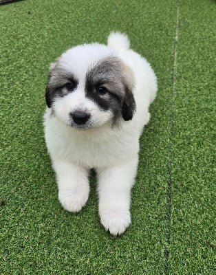 Les chiots de Chien de Montagne des Pyrenees