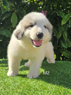 Les chiots de Chien de Montagne des Pyrenees