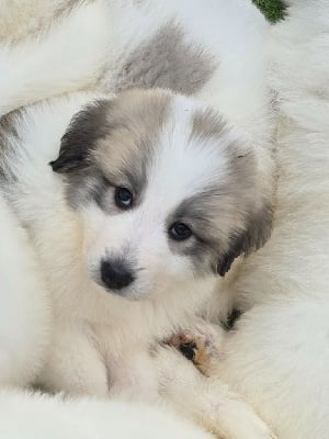 Les chiots de Chien de Montagne des Pyrenees