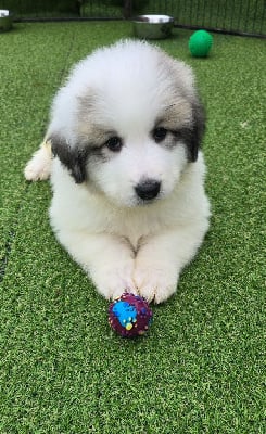 CHIOT 2 - Chien de Montagne des Pyrenees