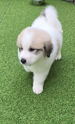 Les chiots de Chien de Montagne des Pyrenees