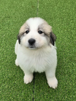 Les chiots de Chien de Montagne des Pyrenees