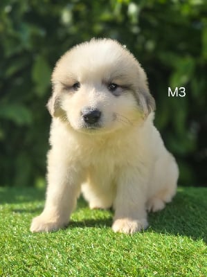 Les chiots de Chien de Montagne des Pyrenees