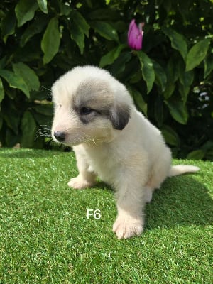 CHIOT 11 - Chien de Montagne des Pyrenees