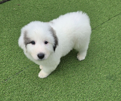 Les chiots de Chien de Montagne des Pyrenees