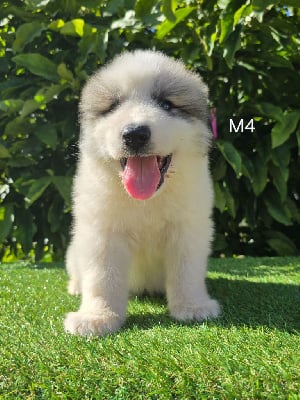 Les chiots de Chien de Montagne des Pyrenees