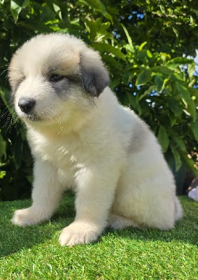 Les chiots de Chien de Montagne des Pyrenees