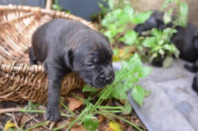 Les chiots de Staffordshire Bull Terrier